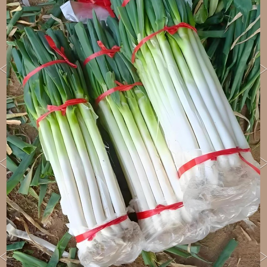 章丘区绣惠镇大葱基地